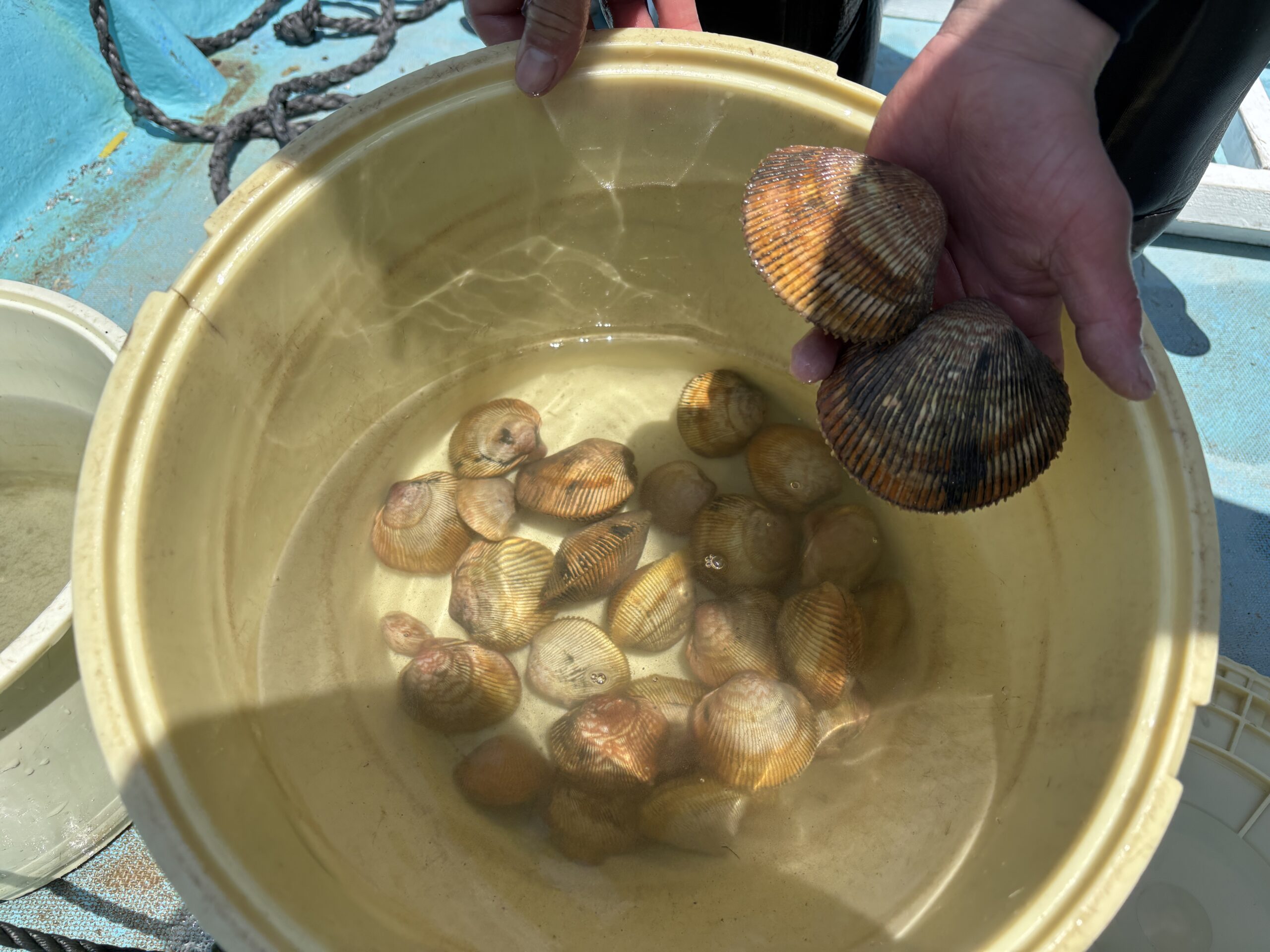 トリガイ(親貝)